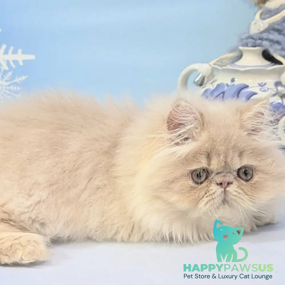 Tom Persian male cream tabby - live animals
