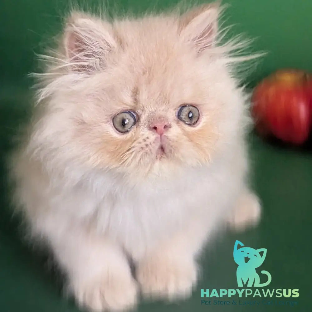 Tom Persian male cream tabby - live animals