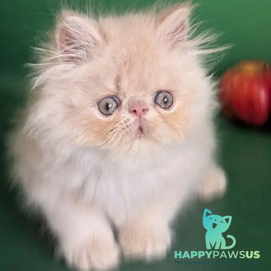 Tom Persian male cream tabby - live animals