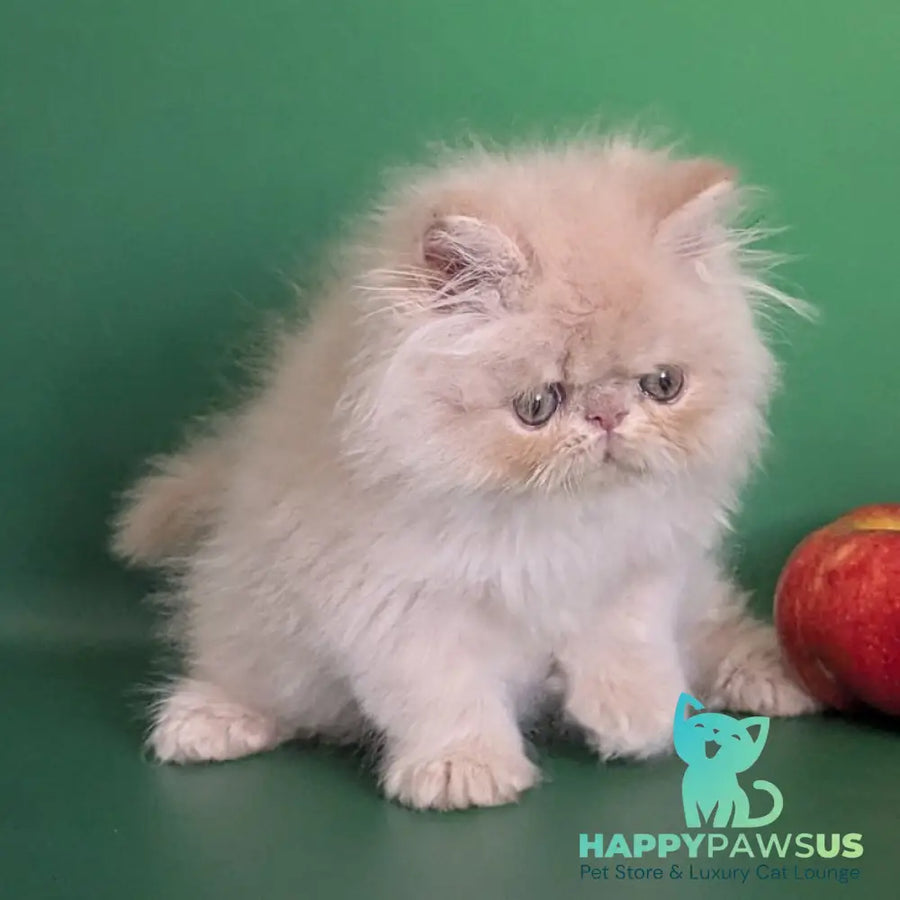 Tom Persian male cream tabby - live animals