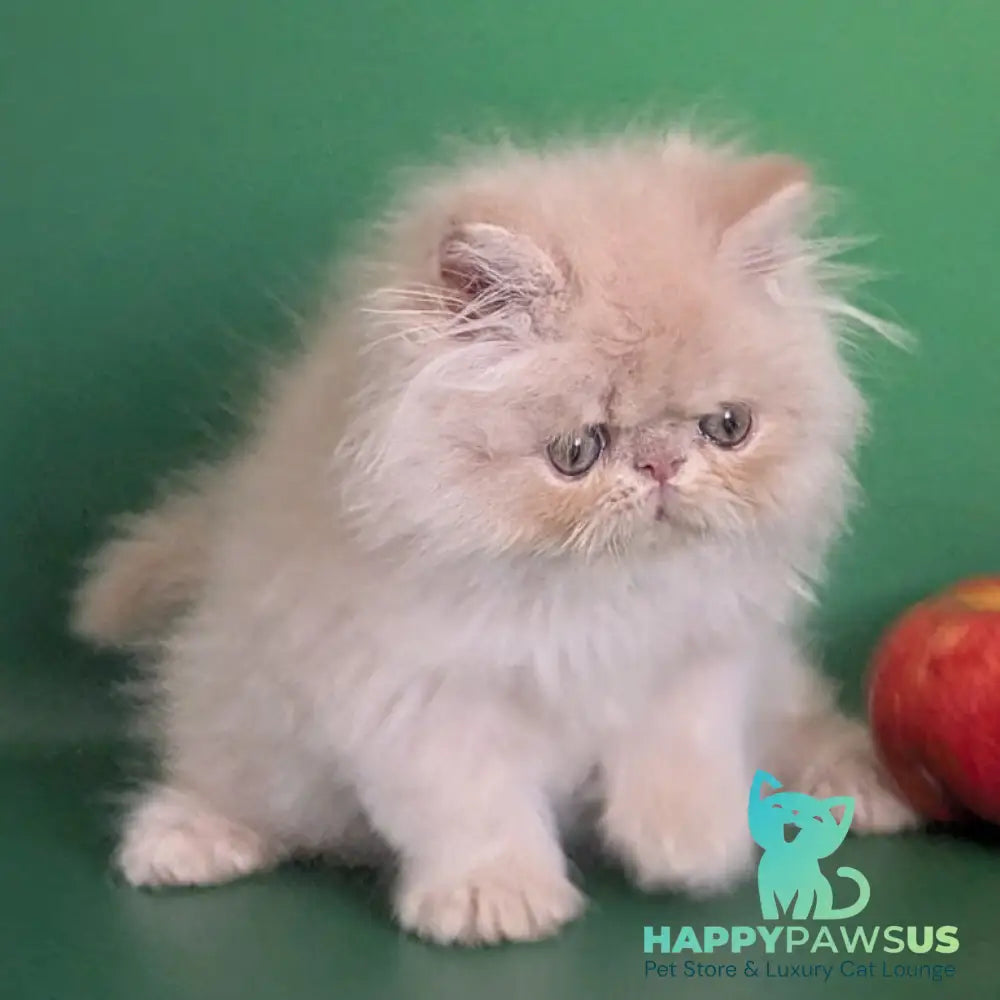Tom Persian male cream tabby - live animals