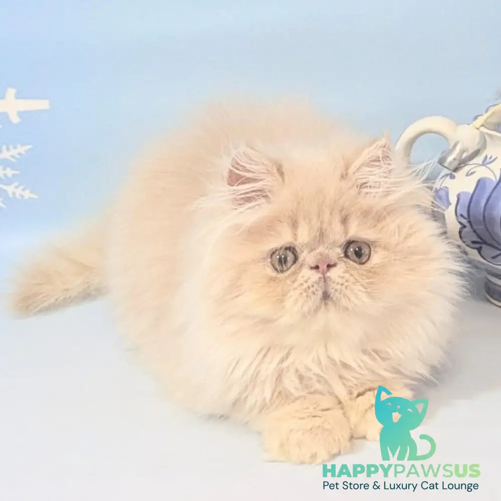 Tom Persian male cream tabby - live animals