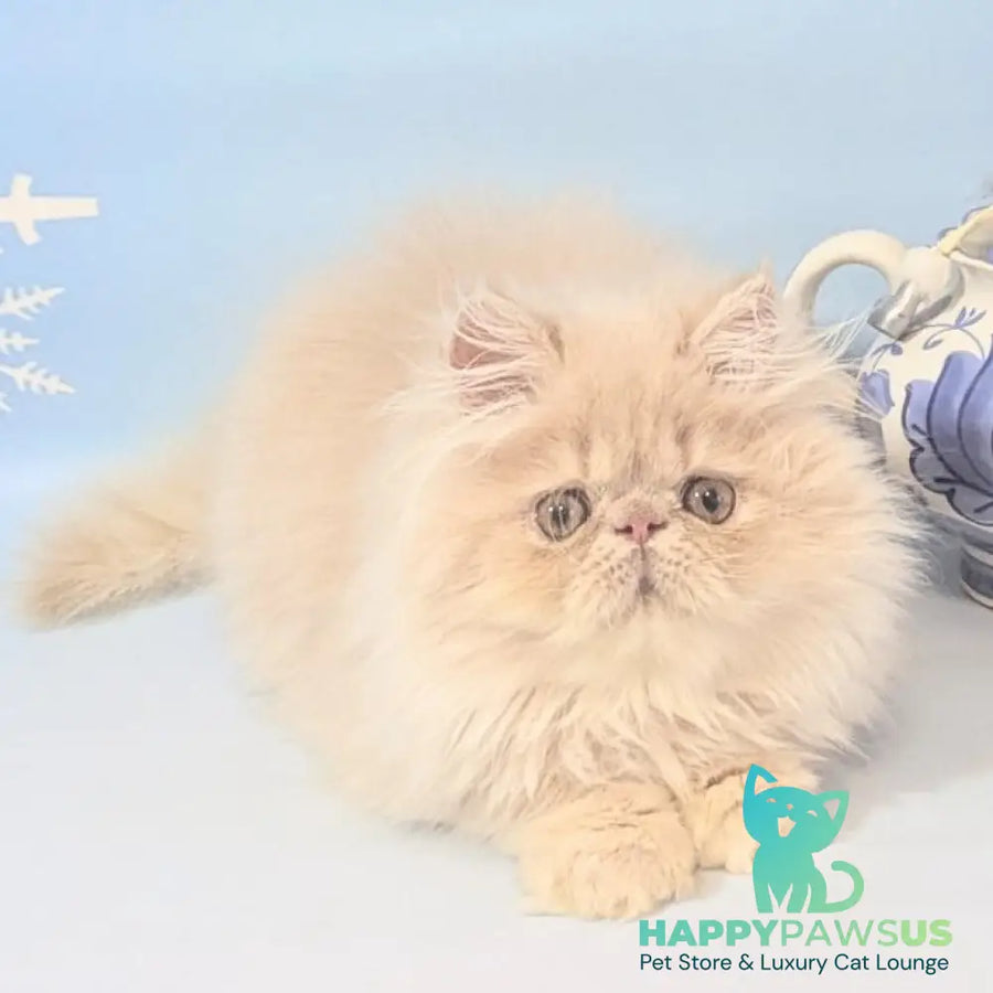 Tom Persian male cream tabby - live animals