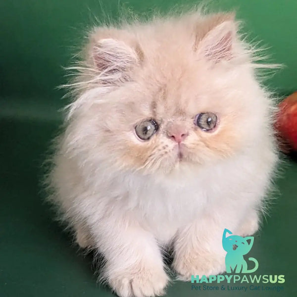 Tom Persian male cream tabby - live animals