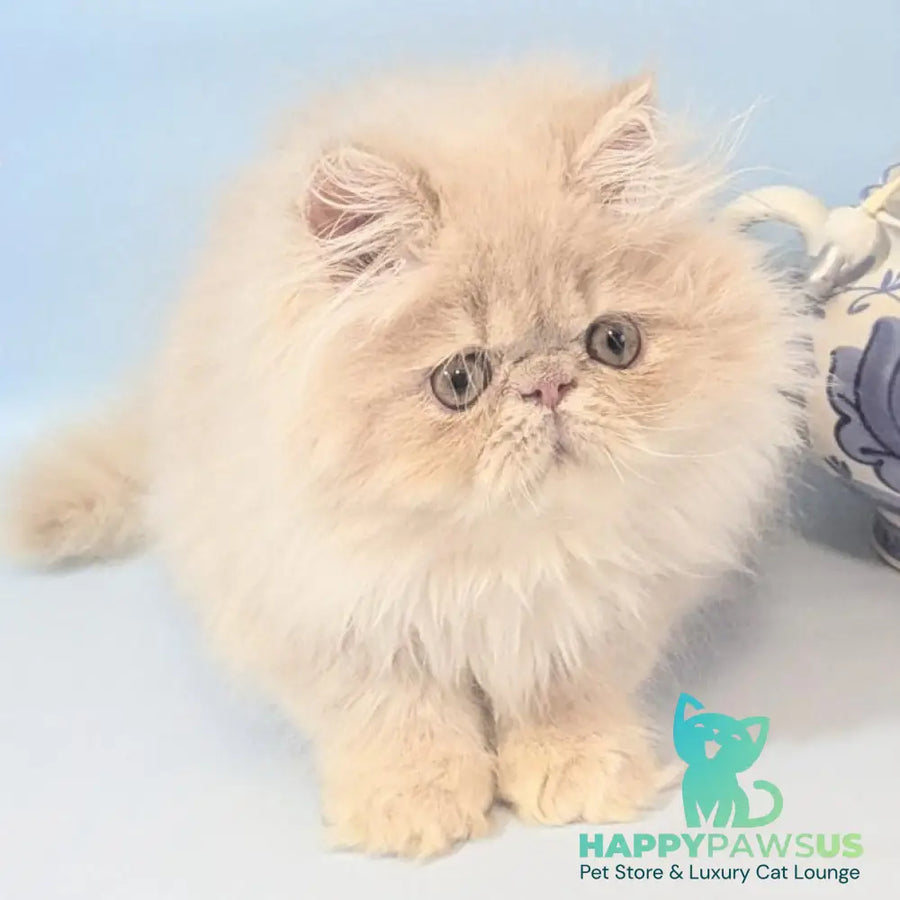 Tom Persian male cream tabby - live animals