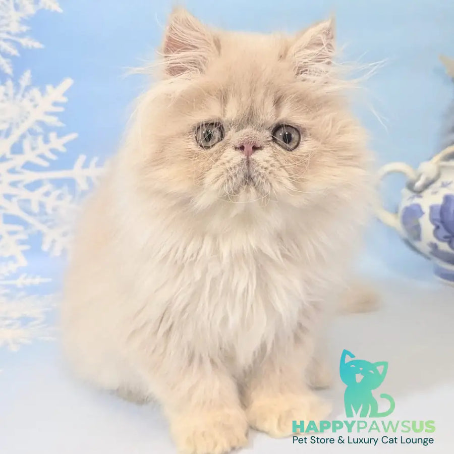 Tom Persian male cream tabby - live animals