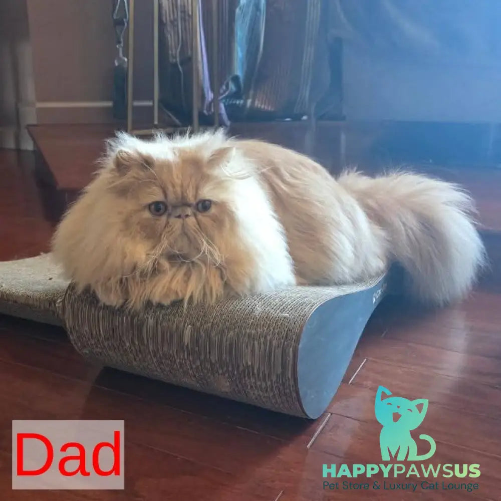 Tom Persian male cream tabby - live animals