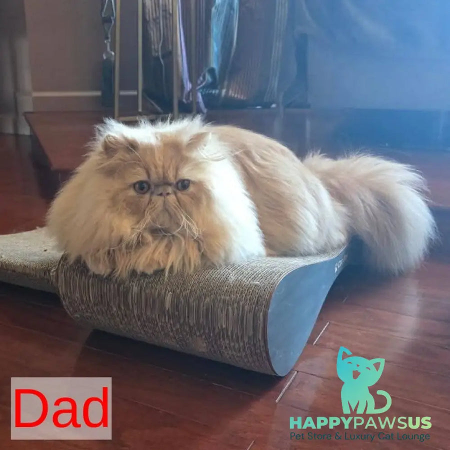 Tom Persian male cream tabby - live animals