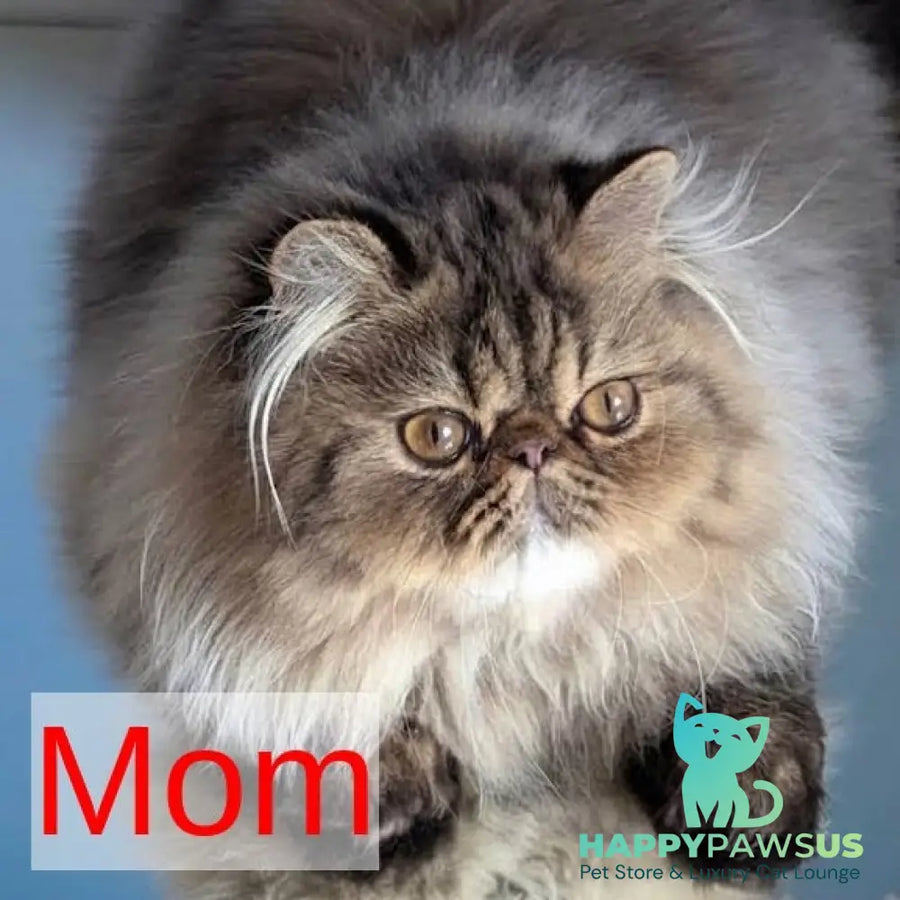 Tom Persian male cream tabby - live animals