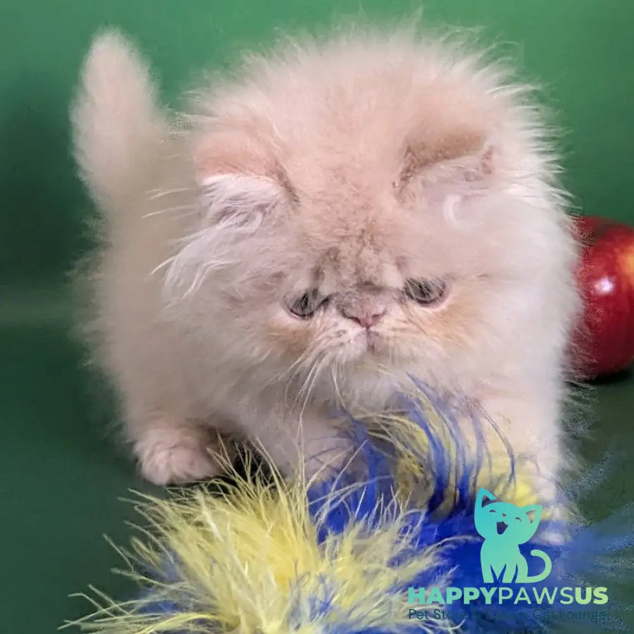 Tom Persian male cream tabby - live animals