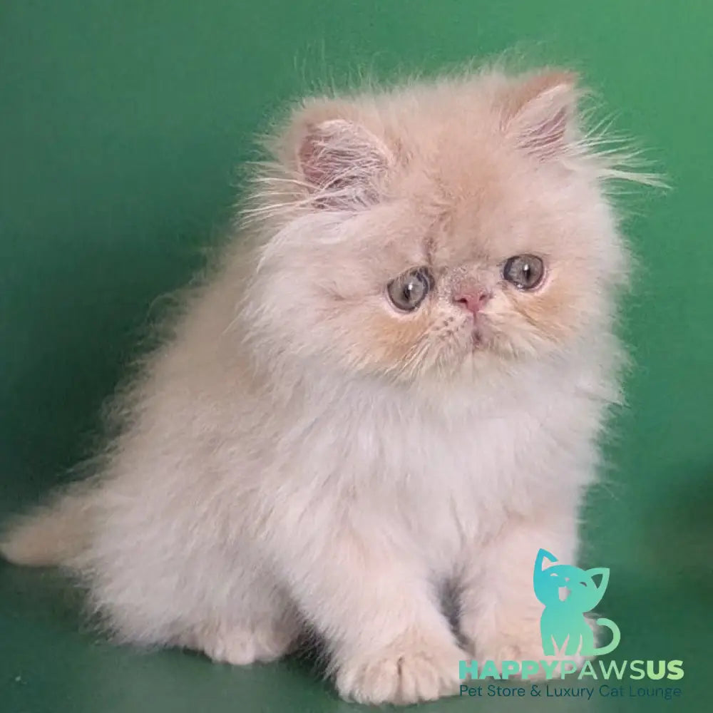 Tom Persian male cream tabby - live animals