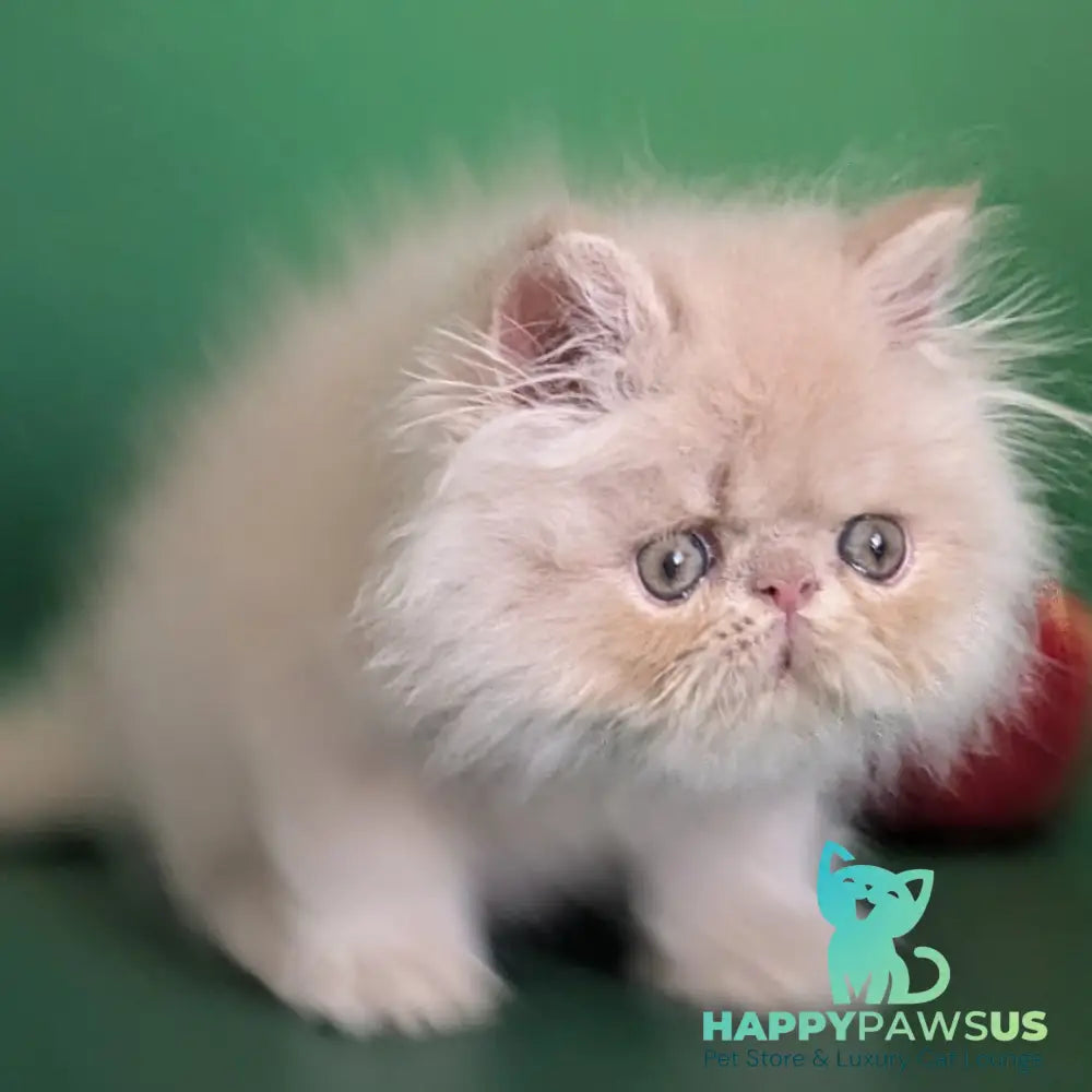 Tom Persian male cream tabby - live animals