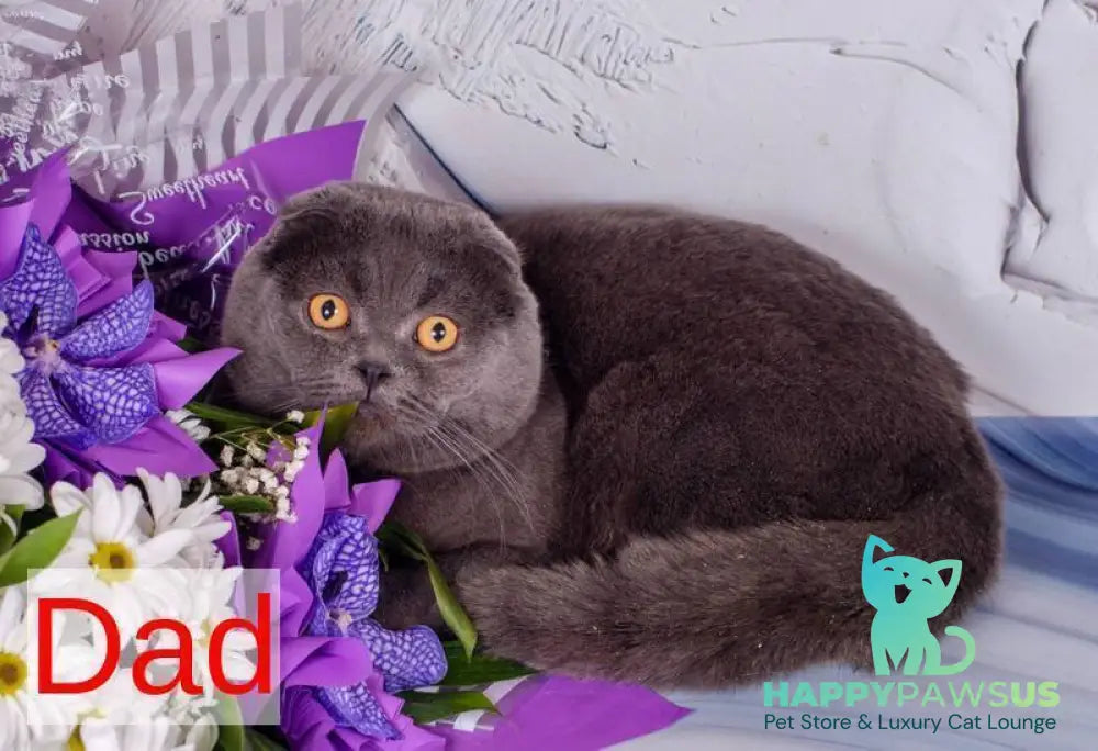 Tom Scottish Fold male blue - live animals
