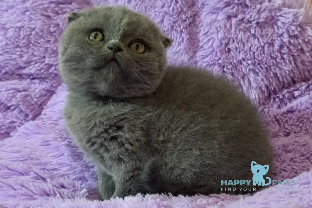 Tom Scottish Fold male blue - live animals
