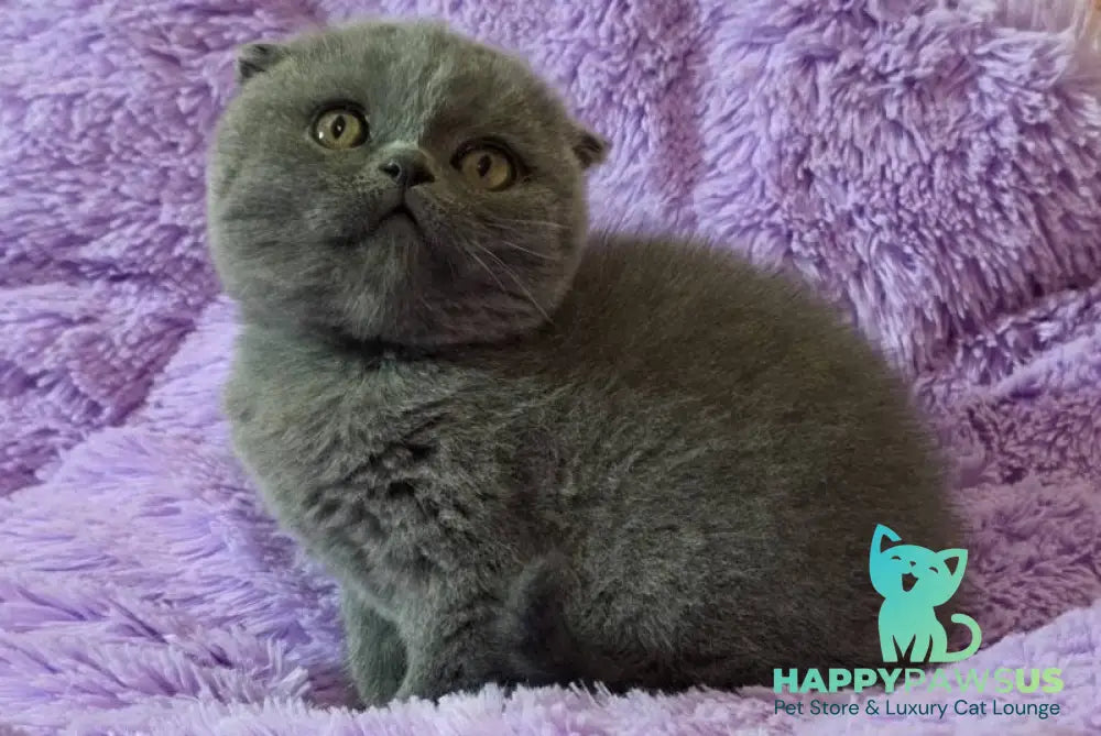 Tom Scottish Fold male blue - live animals