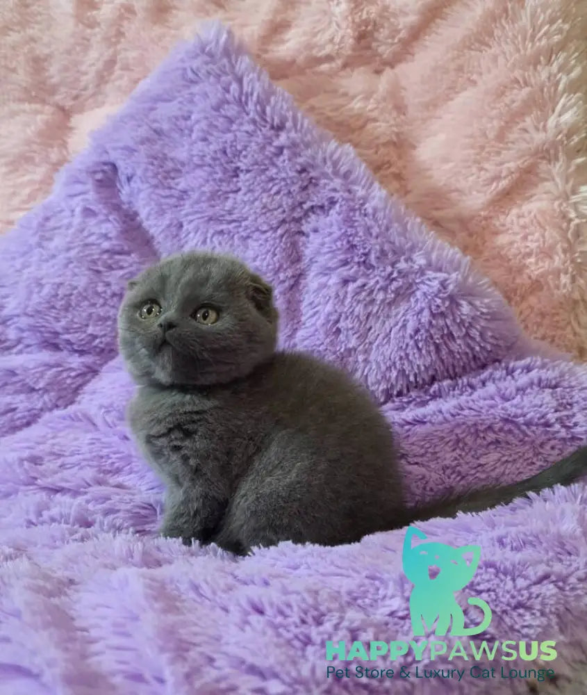 Tom Scottish Fold male blue - live animals
