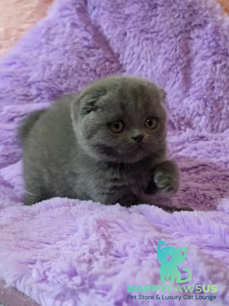 Tom Scottish Fold male blue - live animals