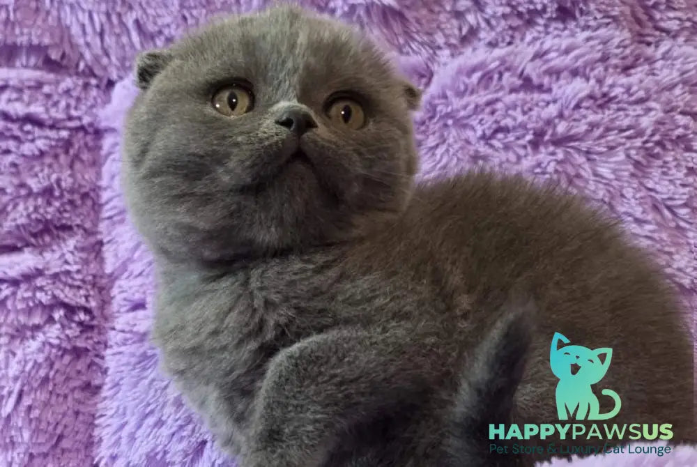 Tom Scottish Fold male blue - live animals