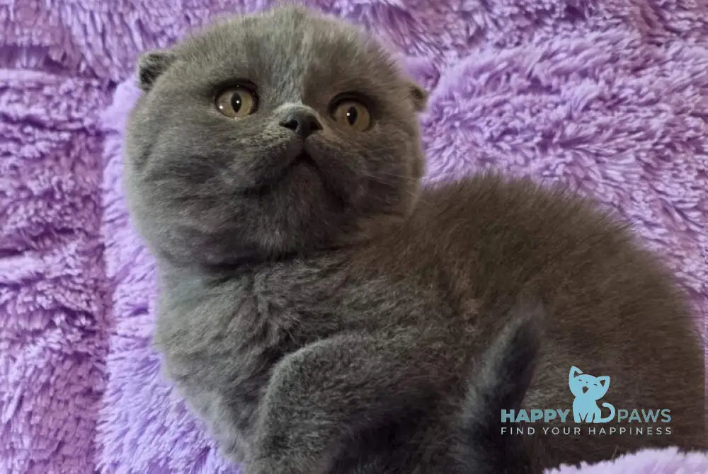 Tom Scottish Fold male blue - live animals