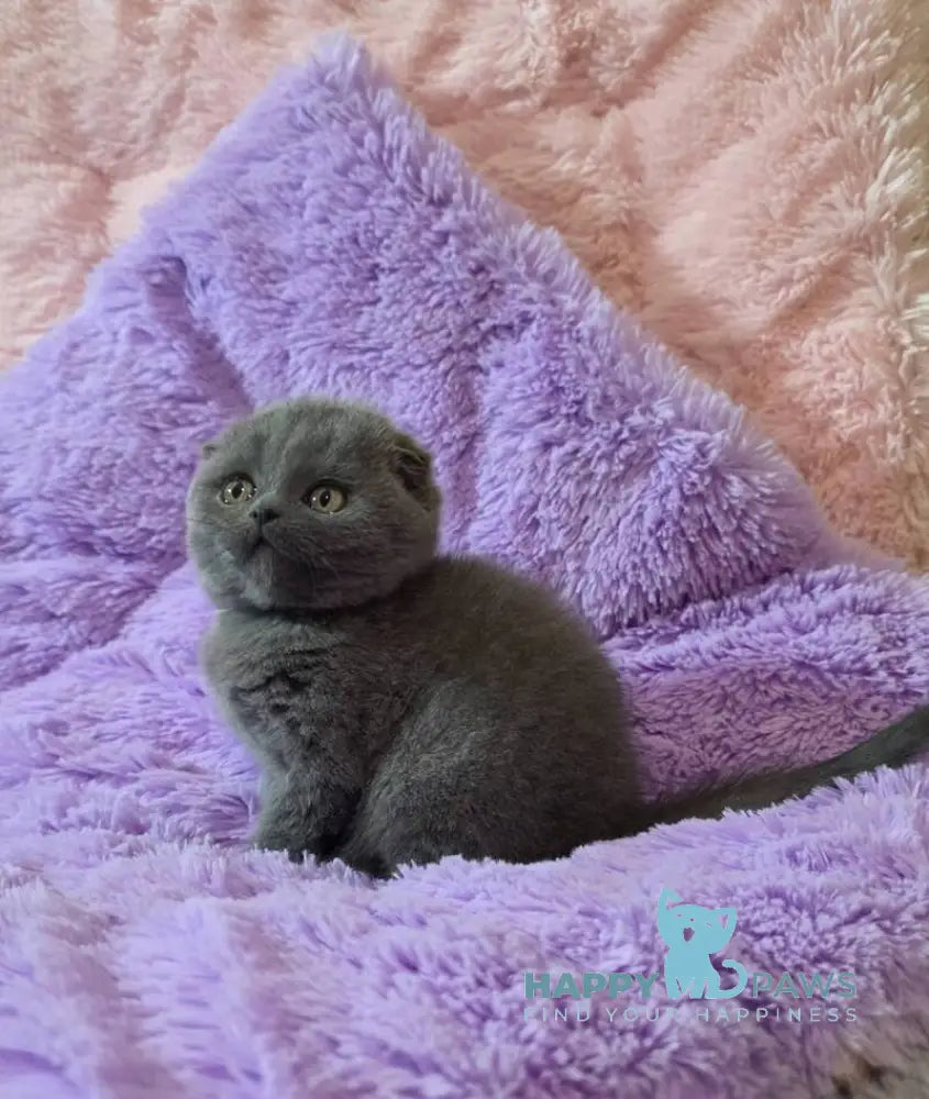 Tom Scottish Fold male blue - live animals