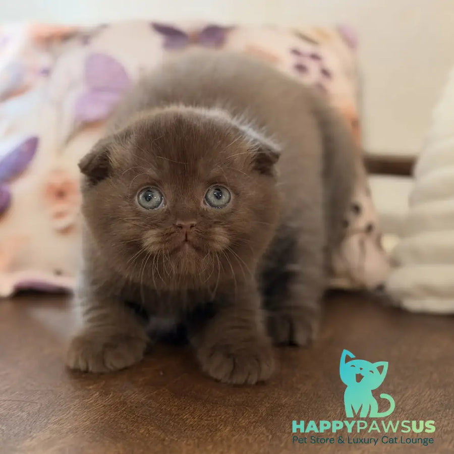 Tom Scottish Fold male chocolate - live animals