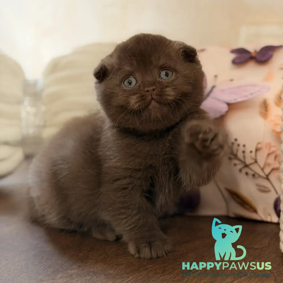 Tom Scottish Fold male chocolate - live animals