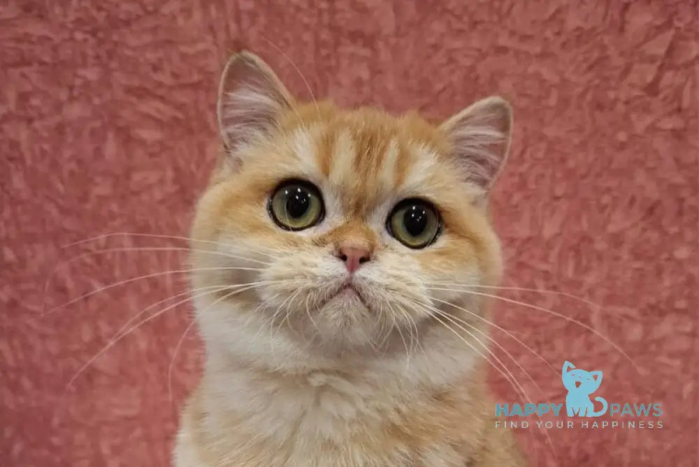 Tom Scottish Straight male black golden chinchilla live animals