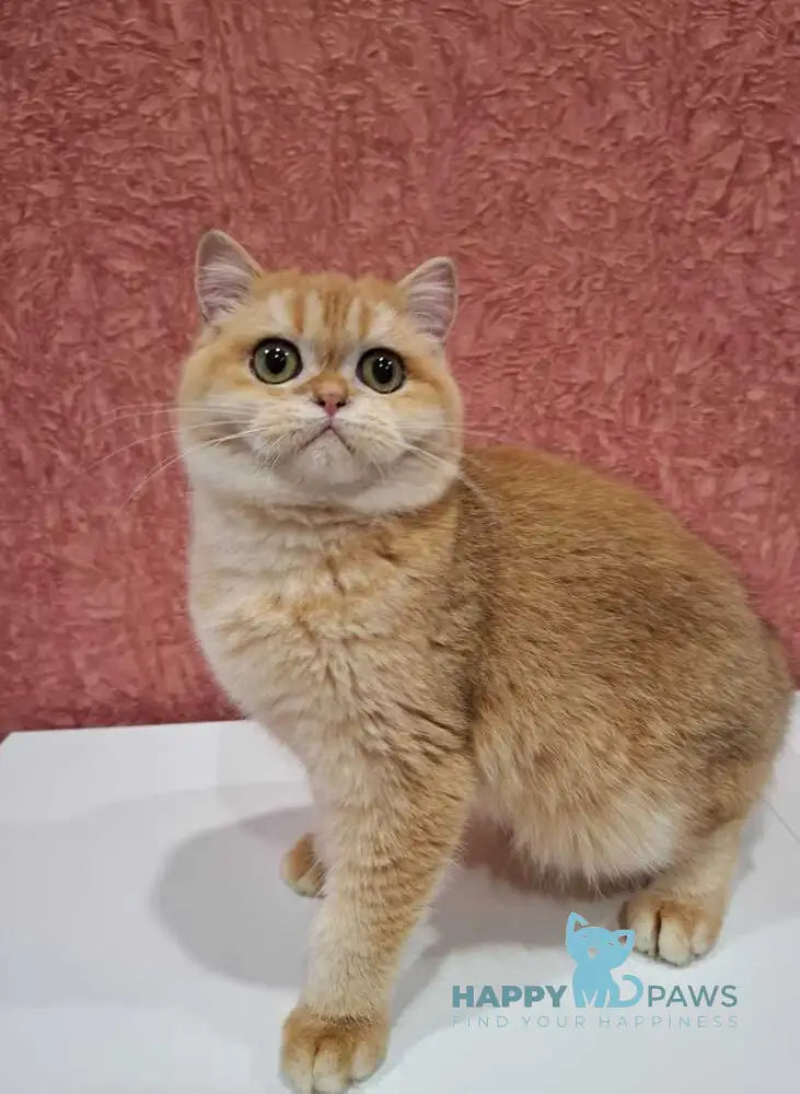 Tom Scottish Straight male black golden chinchilla live animals