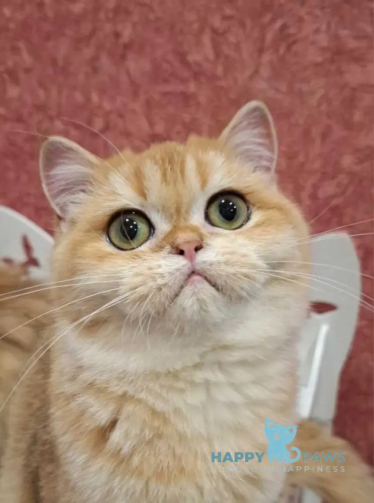 Tom Scottish Straight male black golden chinchilla live animals