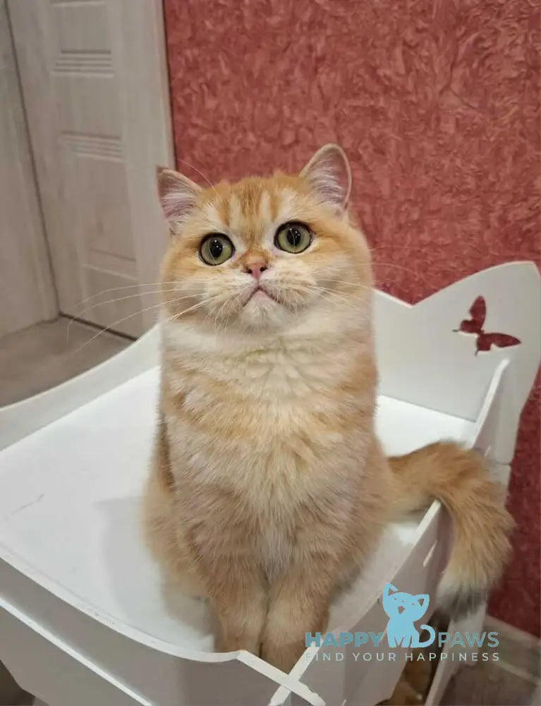 Tom Scottish Straight male black golden chinchilla live animals