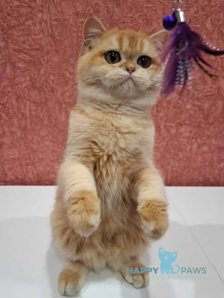 Tom Scottish Straight male black golden chinchilla live animals