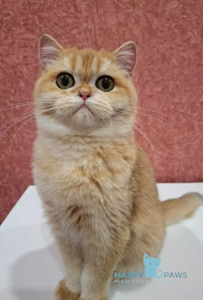 Tom Scottish Straight male black golden chinchilla live animals