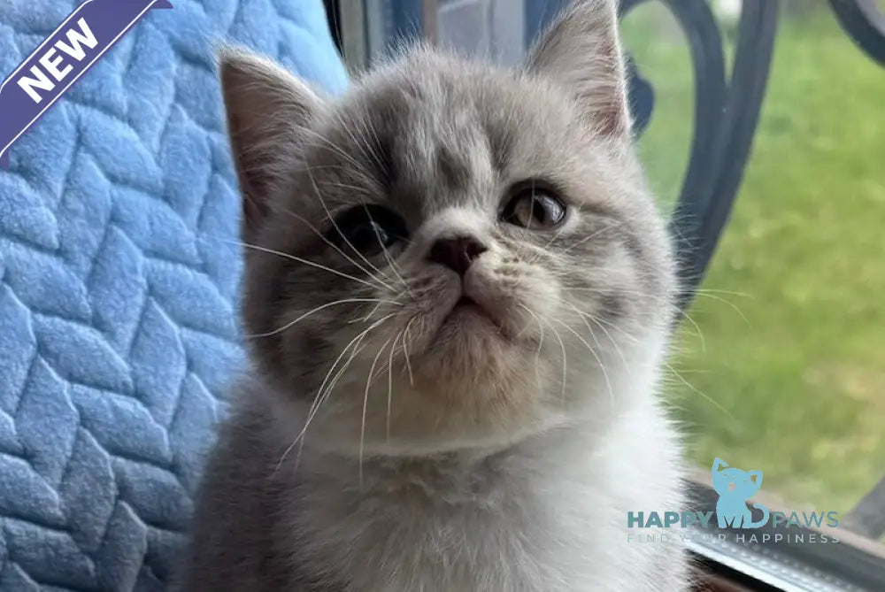 Tom Scottish Straight male blue spotted tabby bicolour live animals