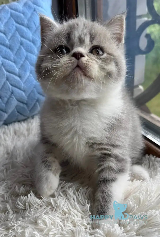 Tom Scottish Straight male blue spotted tabby bicolour live animals