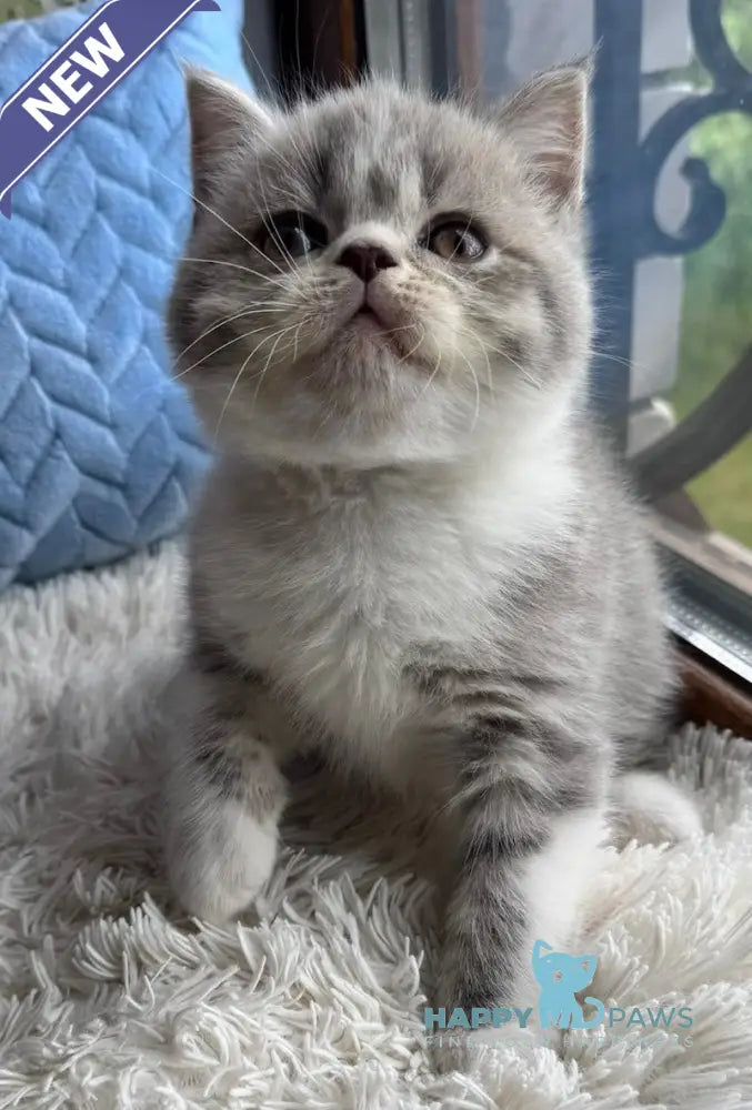 Tom Scottish Straight male blue spotted tabby bicolour live animals