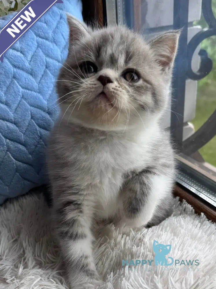 Tom Scottish Straight male blue spotted tabby bicolour live animals