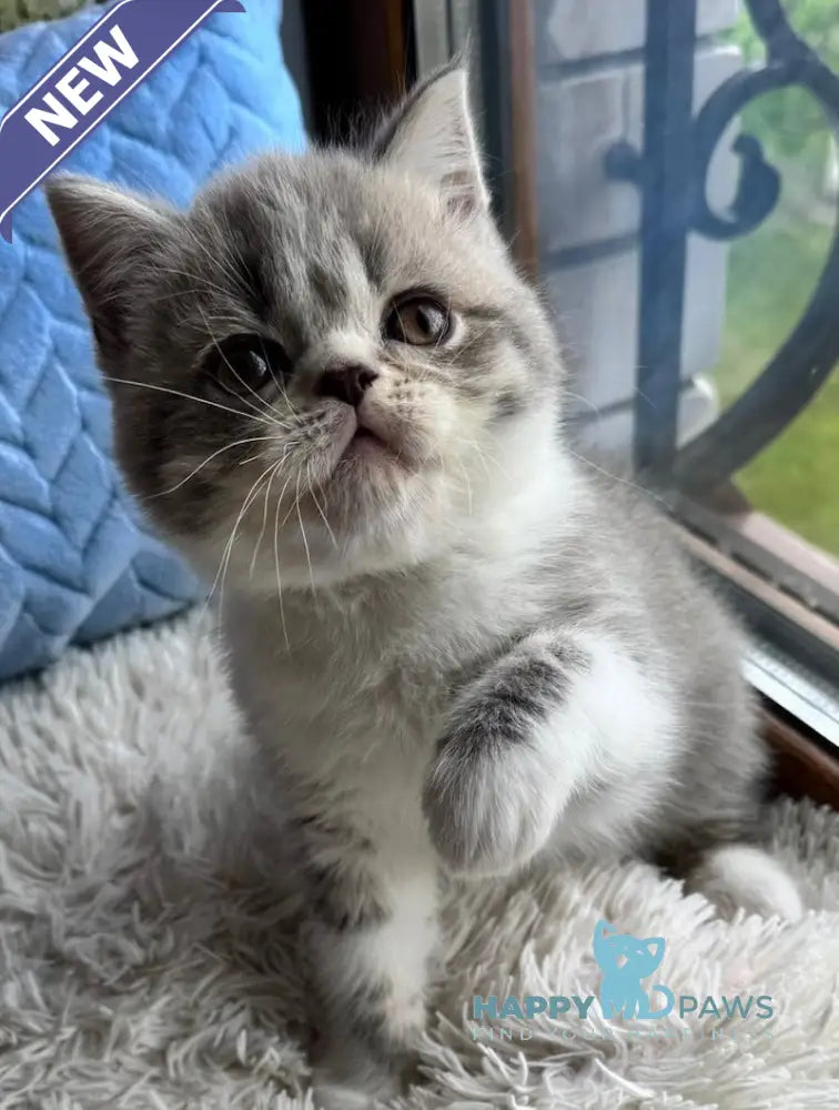 Tom Scottish Straight male blue spotted tabby bicolour live animals