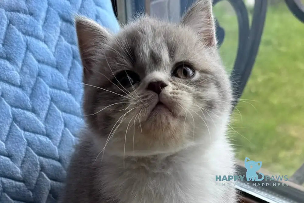 Tom Scottish Straight male blue spotted tabby bicolour live animals
