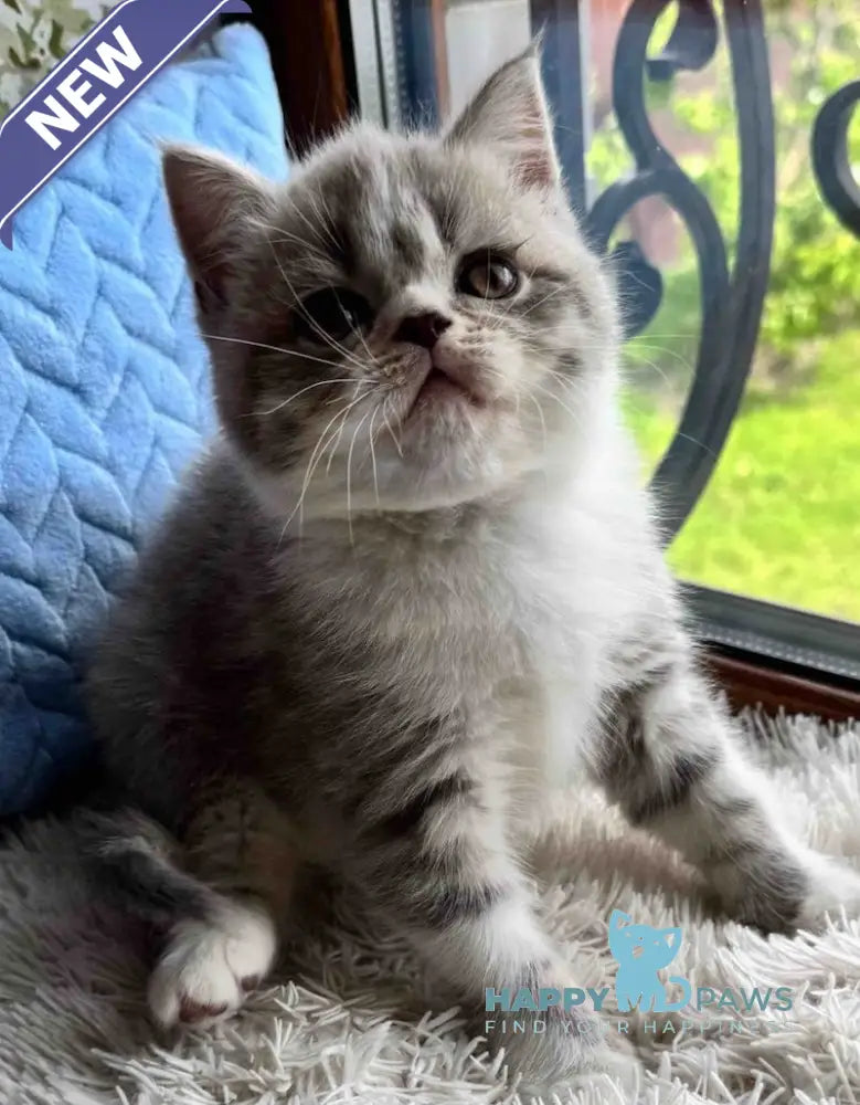 Tom Scottish Straight male blue spotted tabby bicolour live animals