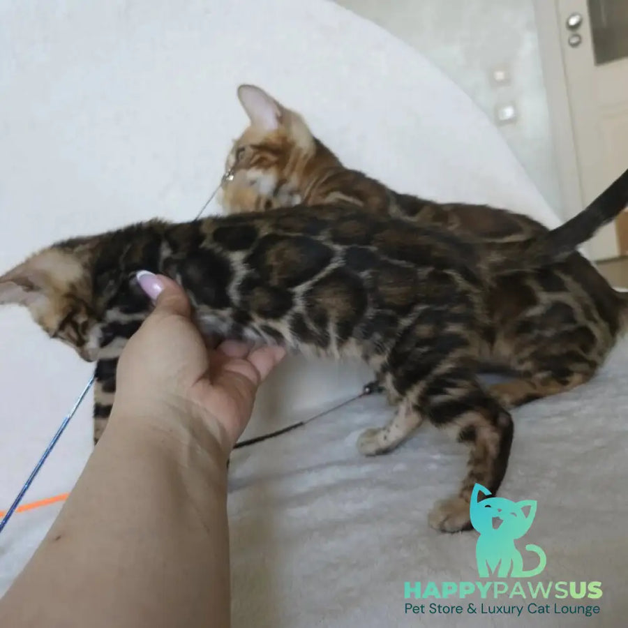 Tomagochi Bengal male black spotted tabby - live animals