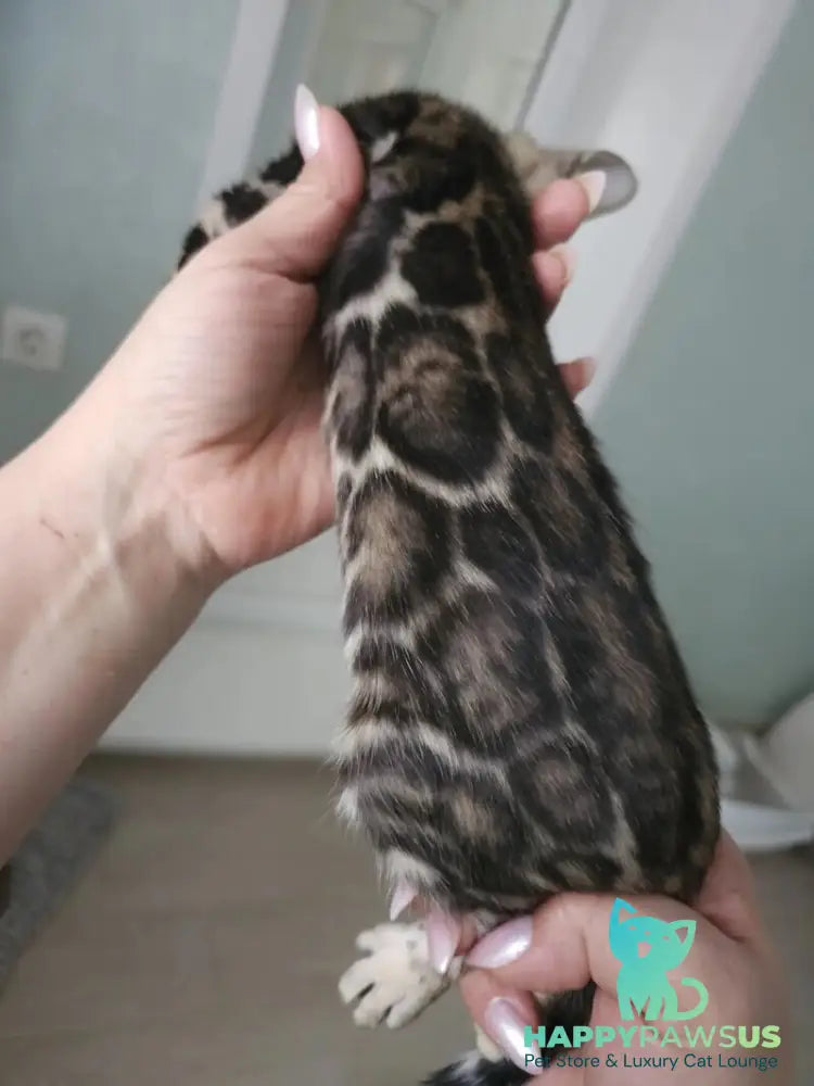 Tomagochi Bengal male black spotted tabby - live animals