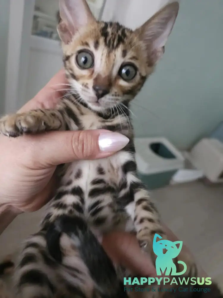 Tomagochi Bengal male black spotted tabby - live animals