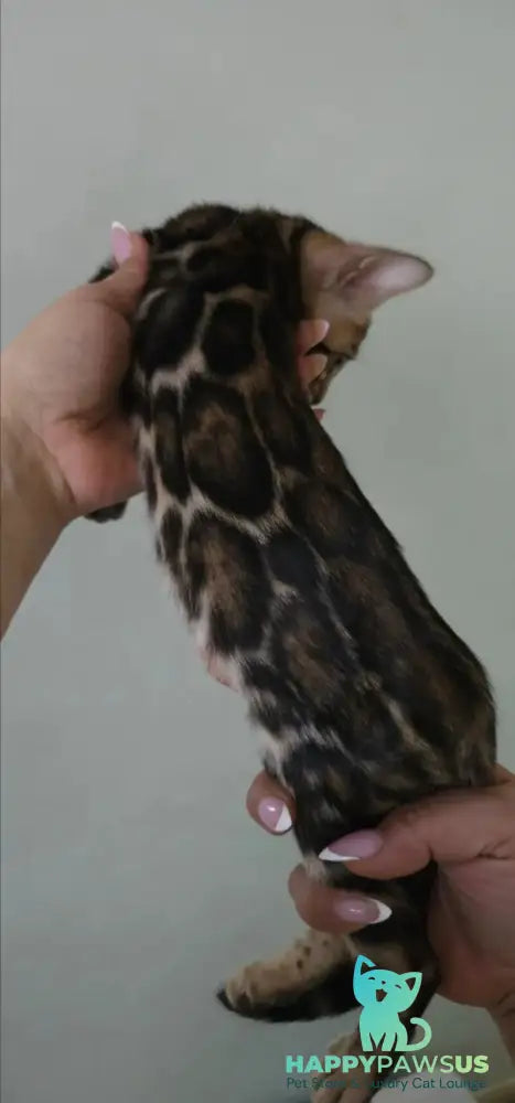 Тomagochi Bengal male black spotted tabby - live animals