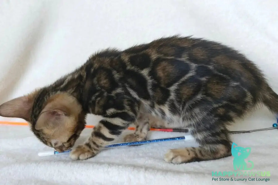 Tomagochi Bengal male black spotted tabby - live animals