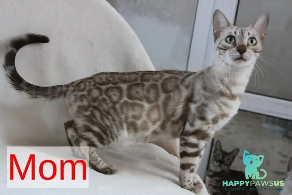 Тomagochi Bengal male black spotted tabby - live animals