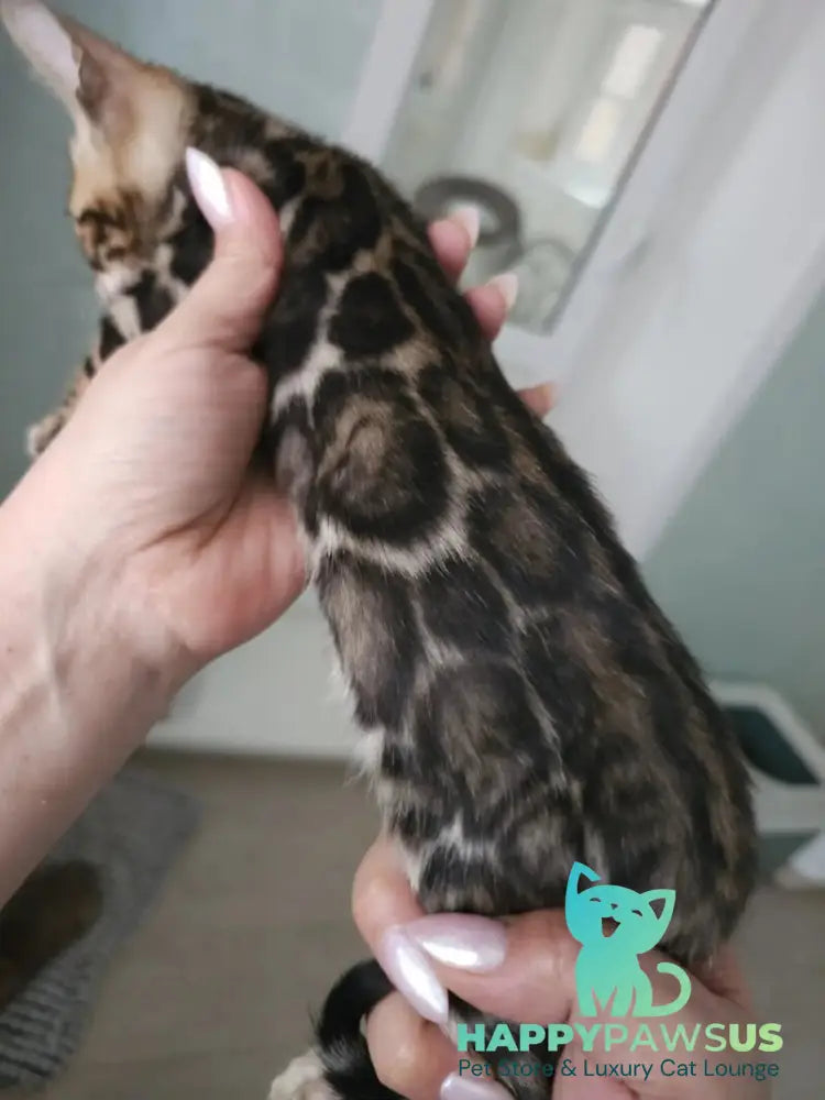 Тomagochi Bengal male black spotted tabby - live animals