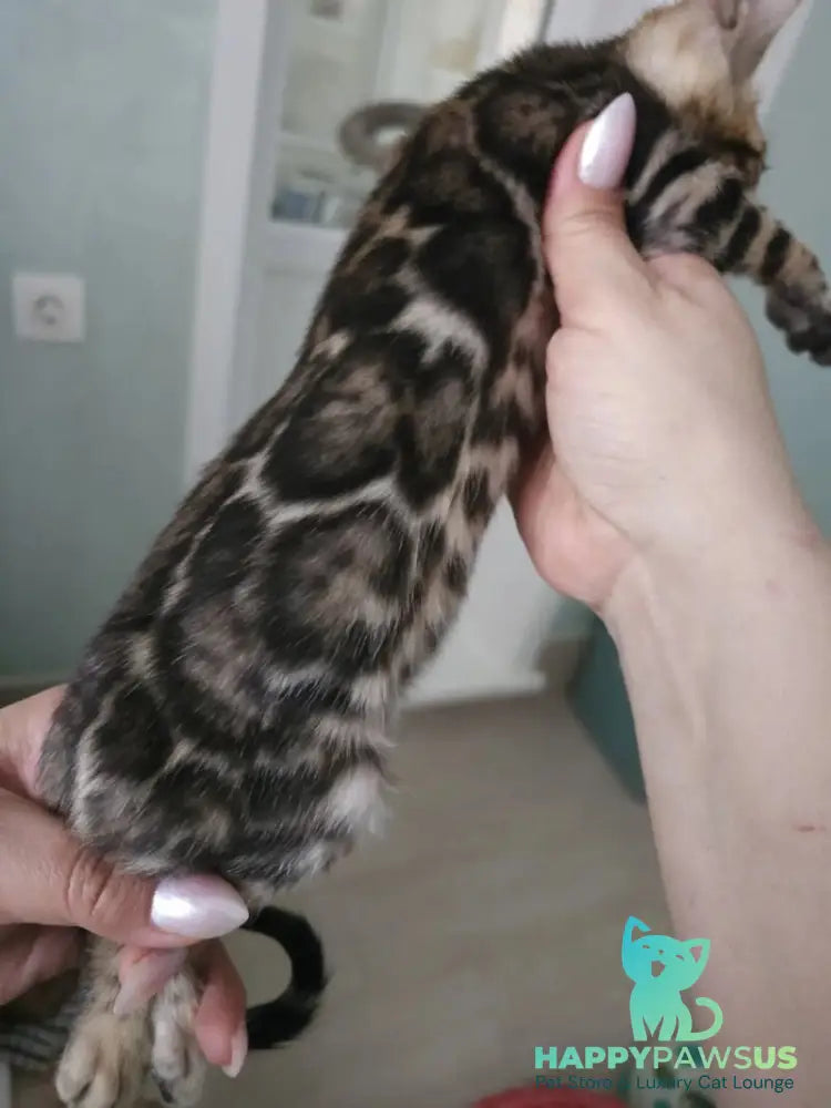 Tomagochi Bengal male black spotted tabby - live animals