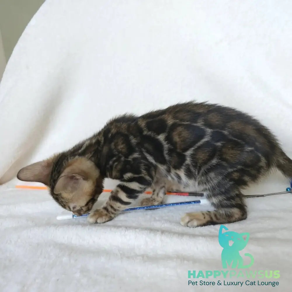 Тomagochi Bengal male black spotted tabby - live animals