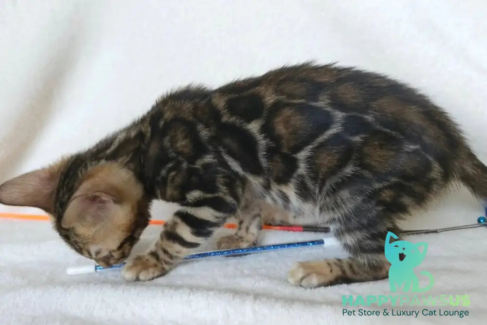 Tomagochi Bengal male black spotted tabby - live animals