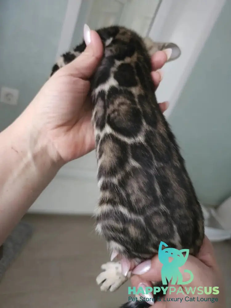 Tomagochi Bengal male black spotted tabby - live animals